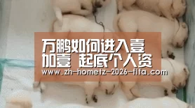 2026世界杯